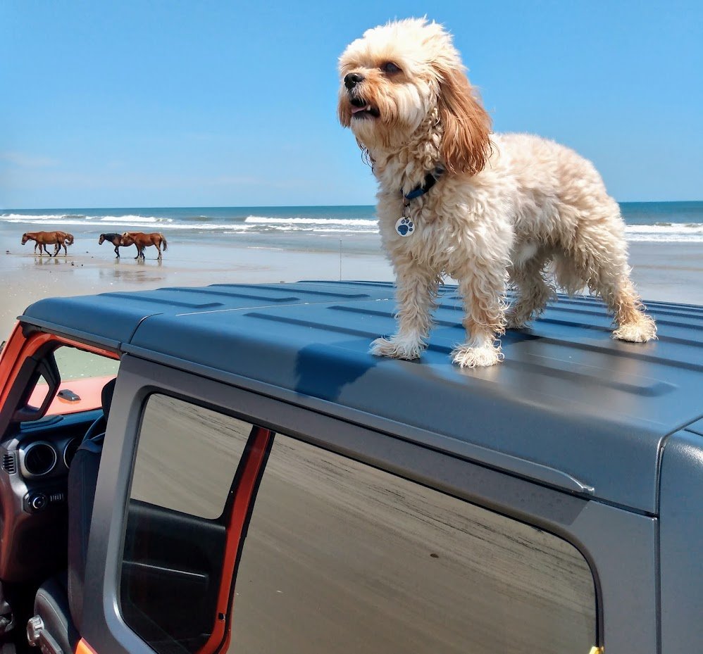 Dog enjoying the wild Outer Banks beach