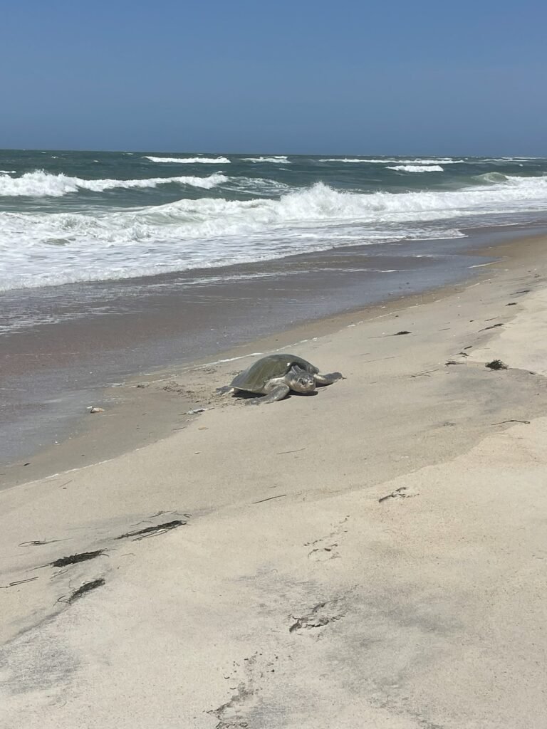 A Kemp's ridley sea turtle crawls out of the surf onto the sand to nest in the ORV route southwest of Ramp 55.