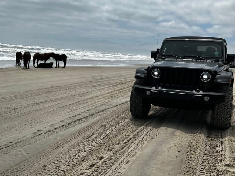 Wild horses on the beach ahead of a black Jeep on the Currituck Outer Banks.